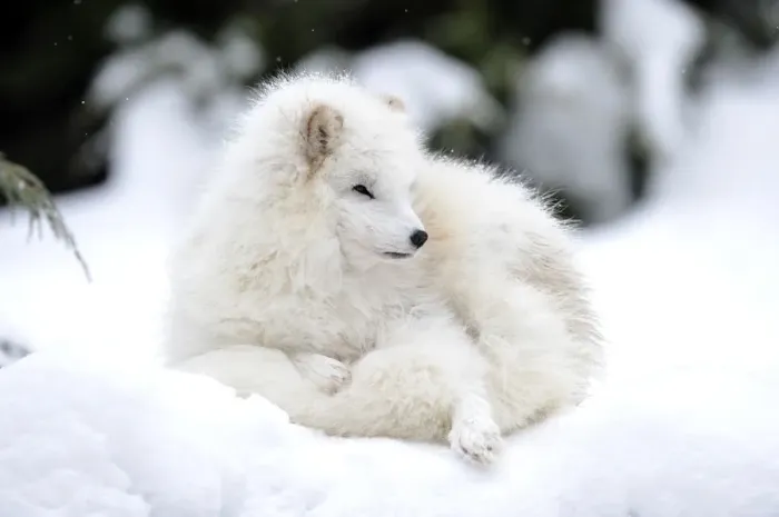 Framed Print : Arctic fox -Alopex lagopus- Framed Print : Arctic fox -Alopex lagopus-