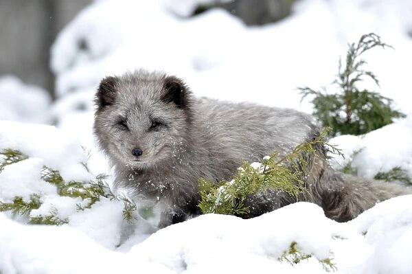 Arctic fox -Alopex lagopus-