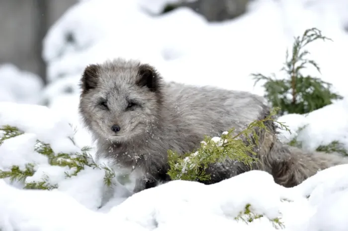 Framed Print : Arctic fox -Alopex lagopus- Framed Print : Arctic fox -Alopex lagopus-