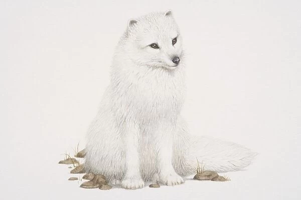 Arctic Fox (alopex lagopus) sitting, front view