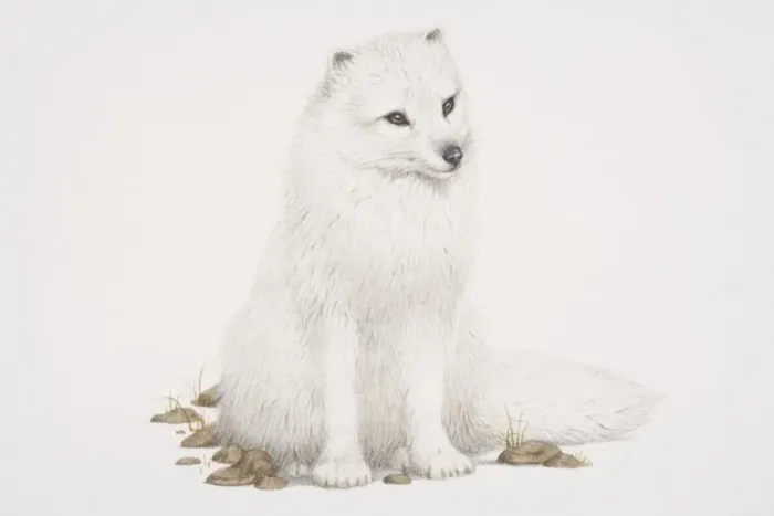 Framed Print : Arctic Fox (alopex lagopus) sitting, front view Framed Print : Arctic Fox (alopex lagopus) sitting, front view