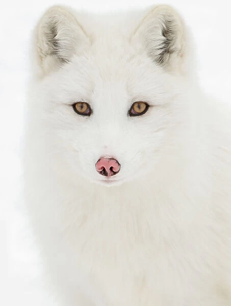 Arctic Fox close-up