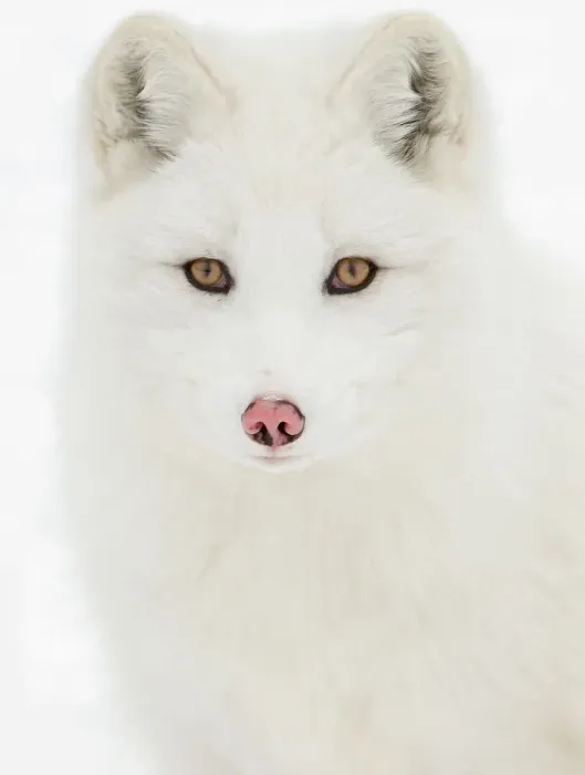 Framed Print : Arctic Fox close-up Framed Print : Arctic Fox close-up