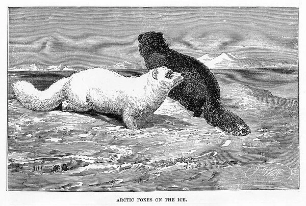 Arctic fox engraving 1894