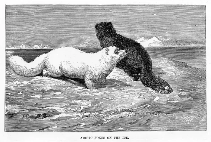 Framed Print : Arctic fox engraving 1894 Framed Print : Arctic fox engraving 1894
