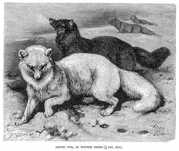 Arctic fox engraving 1894