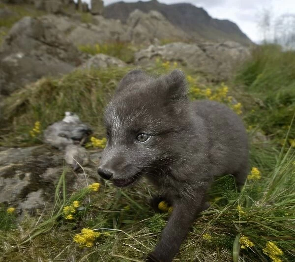 Arctic fox in meadow in Iceland