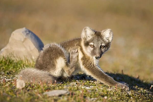 Arctic Fox, Svalbard, Norway