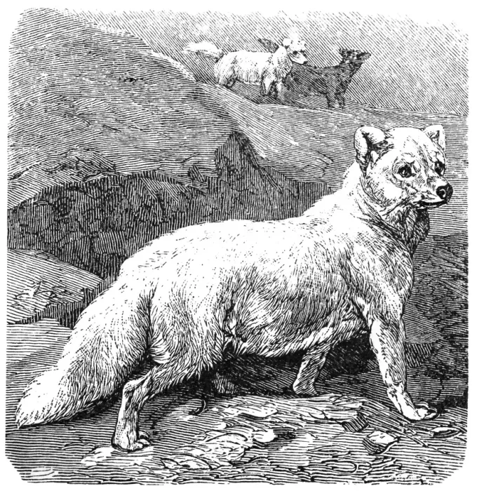Framed Print : Arctic fox (Vulpes lagopus) Framed Print : Arctic fox (Vulpes lagopus)