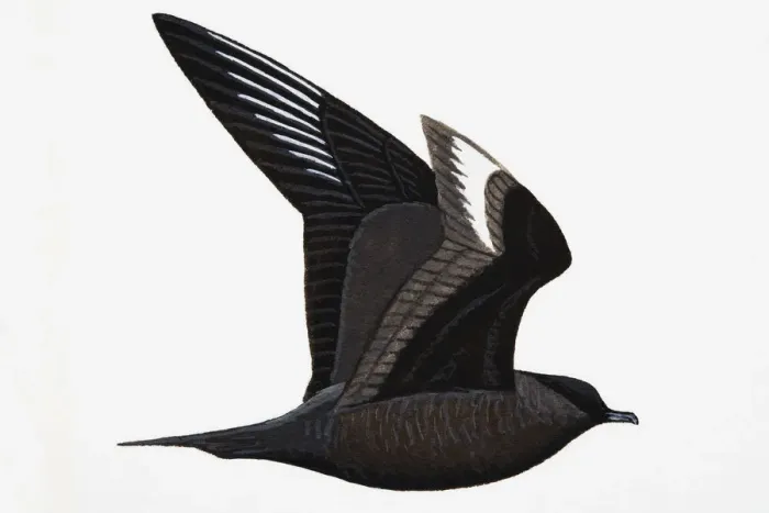 Framed Print : Arctic Skua (Stercorarius parasiticus), adult, summer Framed Print : Arctic Skua (Stercorarius parasiticus), adult, summer