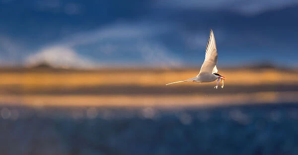 Arctic Tern in flight with prey