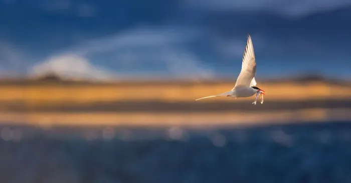 Framed Print : Arctic Tern in flight with prey Framed Print : Arctic Tern in flight with prey