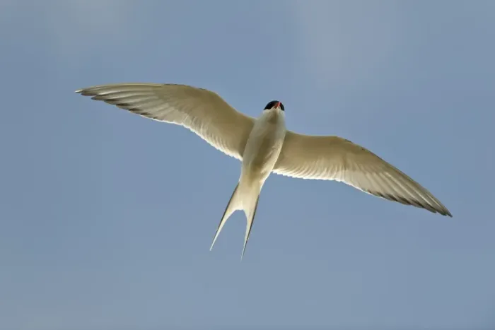 Framed Print : Arctic Tern -Sterna paradisaea-, in flight, Kopasker, Iceland, Europe Framed Print : Arctic Tern -Sterna paradisaea-, in flight, Kopasker, Iceland, Europe