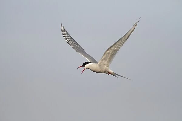 Arctic Tern -Sterna paradisaea-, adult bird in flight, calling