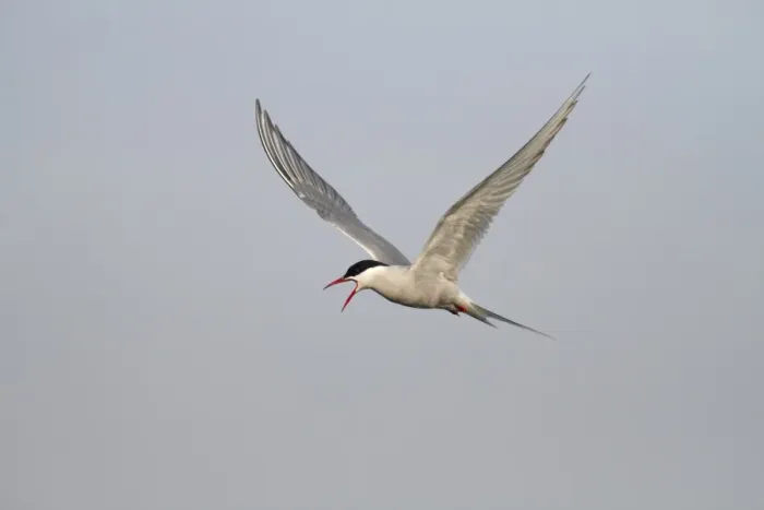 Framed Print : Arctic Tern -Sterna paradisaea-, adult bird in flight, calling Framed Print : Arctic Tern -Sterna paradisaea-, adult bird in flight, calling