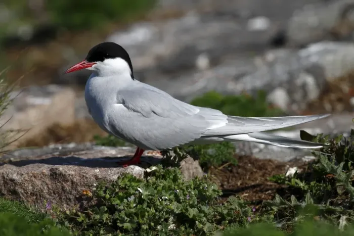 Framed Print : Arctic Tern -Sterna paradisaea-, mature bird sitting on a stone in the breeding colony, Eidersperrwerk, Schleswig-Holstein, North Friesland, Germany, Europe