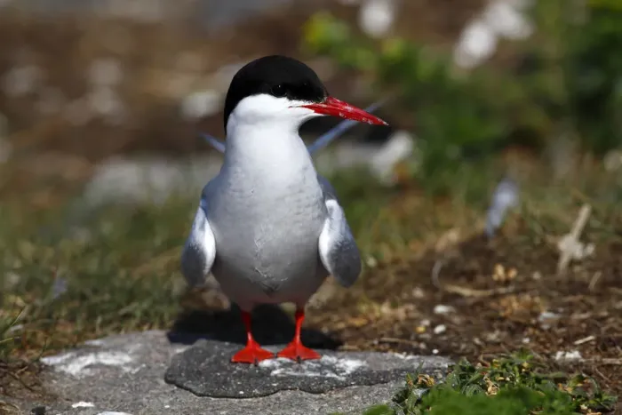 Framed Print : Arctic Tern -Sterna paradisaea-, adult bird, standing on rock, Eidersperrwerk, North Frisia, Germany, Europe Framed Print : Arctic Tern -Sterna paradisaea-, adult bird, standing on rock, Eidersperrwerk, North Frisia, Germany, Europe