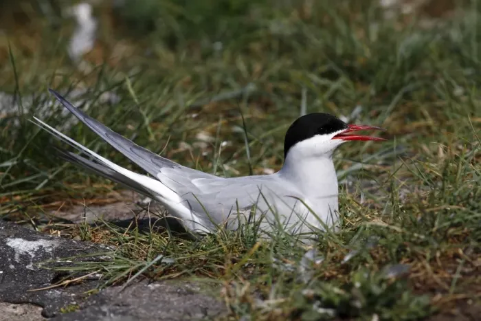 Framed Print : Arctic Tern -Sterna paradisaea-, adult bird on nest, Eidersperrwerk, North Frisia, Germany, Europe Framed Print : Arctic Tern -Sterna paradisaea-, adult bird on nest, Eidersperrwerk, North Frisia, Germany, Europe