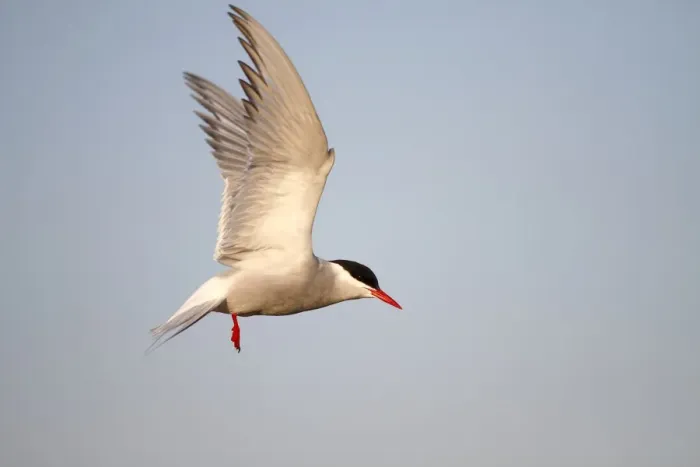Framed Print : Arctic Tern -Sterna paradisaea-, adult bird in flight, Eidersperrwerk, North Frisia, Germany, Europe Framed Print : Arctic Tern -Sterna paradisaea-, adult bird in flight, Eidersperrwerk, North Frisia, Germany, Europe
