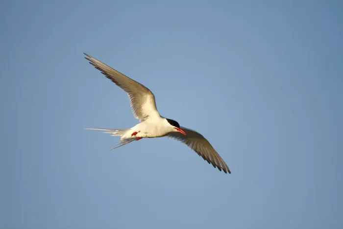 Framed Print : Arctic Tern -Sterna paradisaea-, adult bird in flight, Eidersperrwerk, North Frisia, Germany, Europe Framed Print : Arctic Tern -Sterna paradisaea-, adult bird in flight, Eidersperrwerk, North Frisia, Germany, Europe