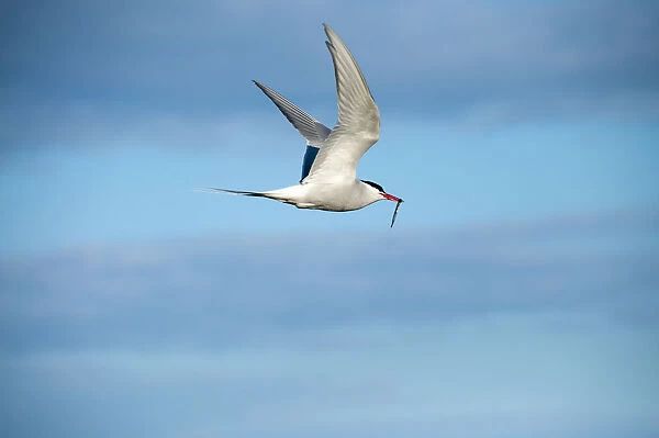 Arctic Tern -Sterna paradisaea- in flight, Snaefellsnes, Iceland