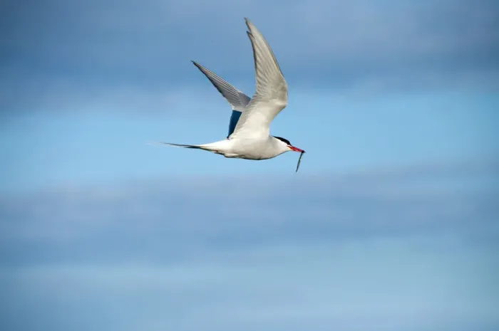 Framed Print : Arctic Tern -Sterna paradisaea- in flight, Snaefellsnes, Iceland Framed Print : Arctic Tern -Sterna paradisaea- in flight, Snaefellsnes, Iceland
