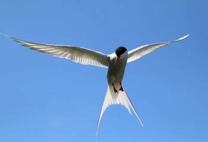 Framed Print : Arctic tern (Sterna paradisaea) in flight Framed Print : Arctic tern (Sterna paradisaea) in flight
