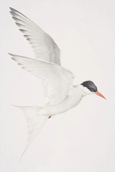Arctic Tern (Sterna paradisaea) in flight