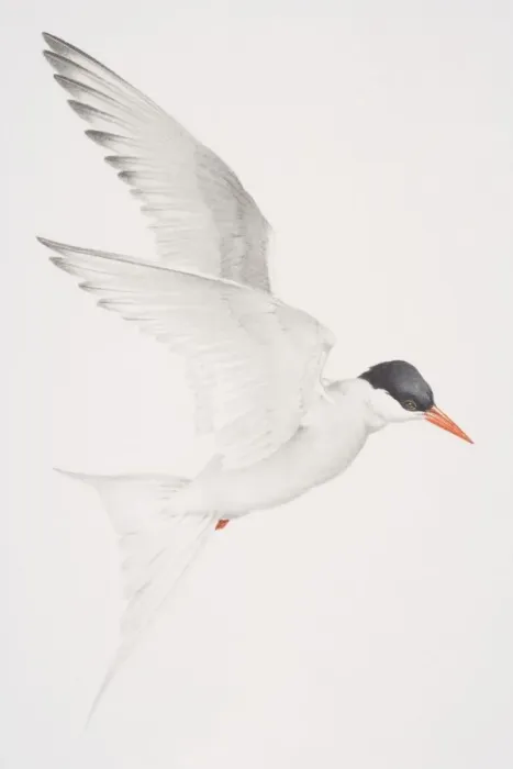 Framed Print : Arctic Tern (Sterna paradisaea) in flight