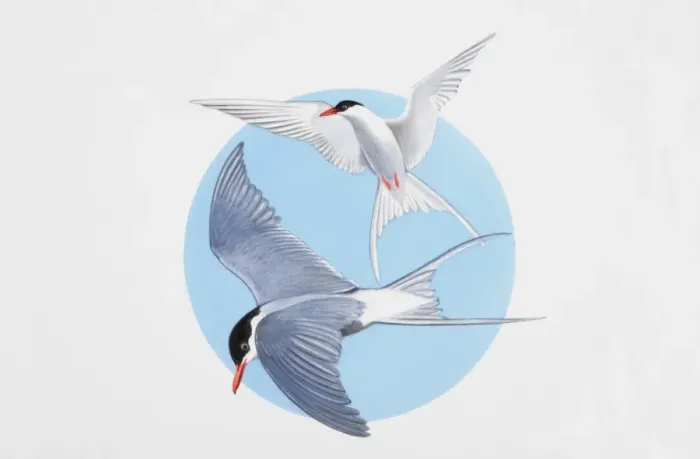 Framed Print : Arctic terns in flight Framed Print : Arctic terns in flight