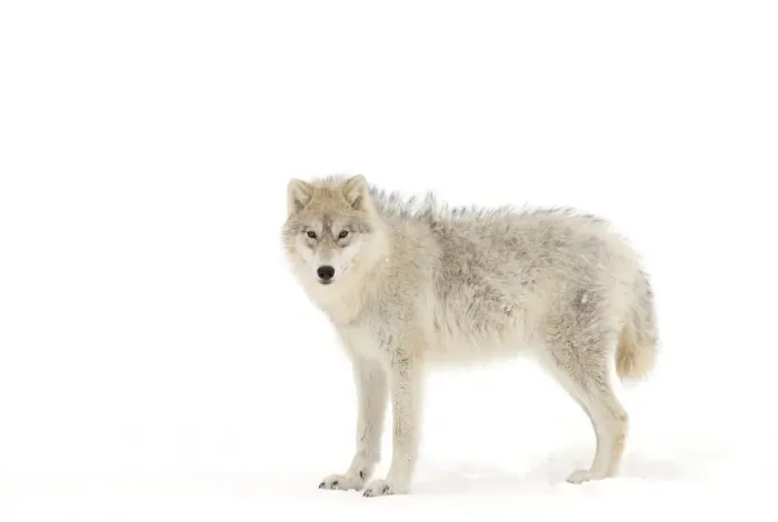 Framed Print : Arctic Wolf Framed Print : Arctic Wolf