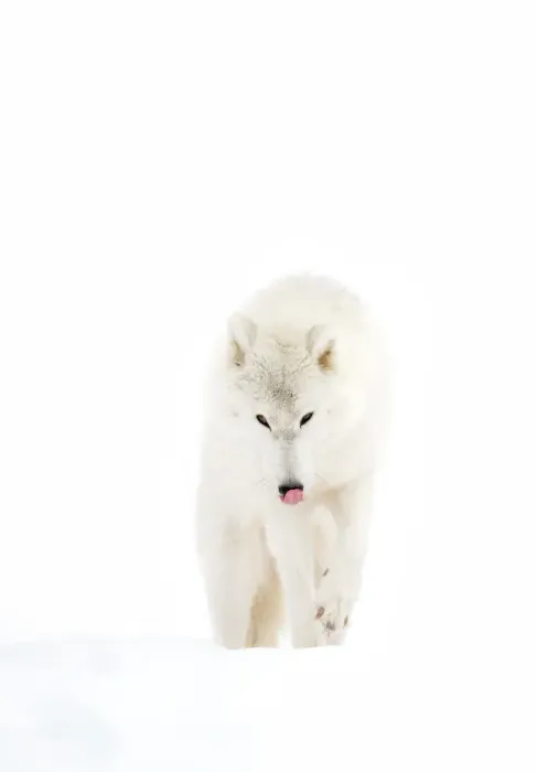 Framed Print : Arctic Wolf Framed Print : Arctic Wolf