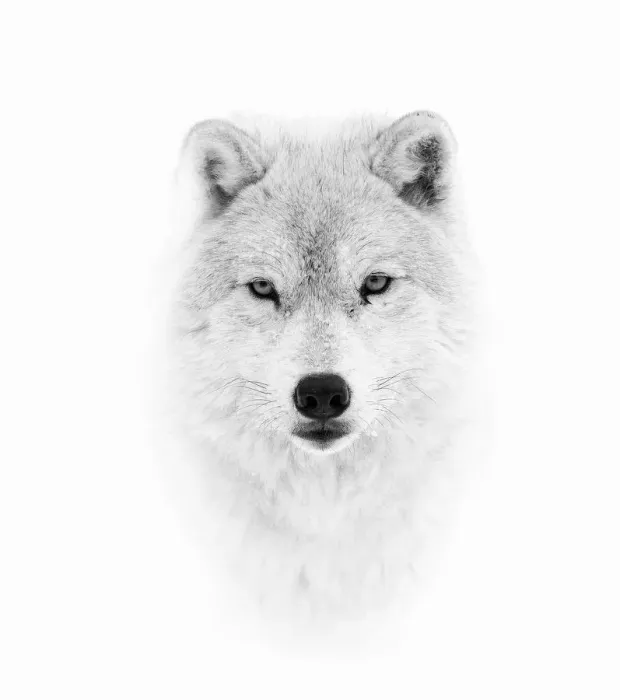 Framed Print : Arctic Wolf Framed Print : Arctic Wolf