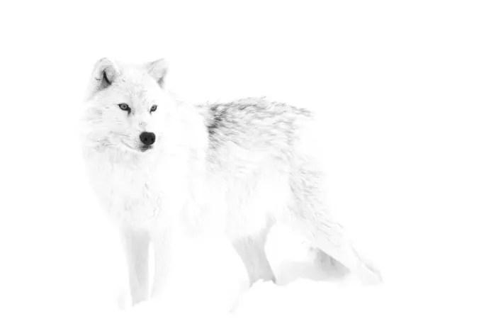 Framed Print : Arctic Wolf Framed Print : Arctic Wolf