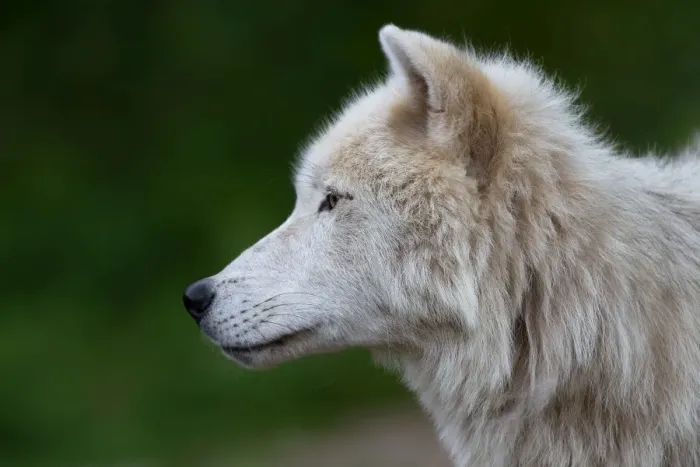 Framed Print : Arctic wolf Framed Print : Arctic wolf