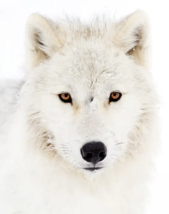 Framed Print : Arctic Wolf Framed Print : Arctic Wolf