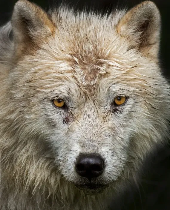 Framed Print : Arctic Wolf Framed Print : Arctic Wolf