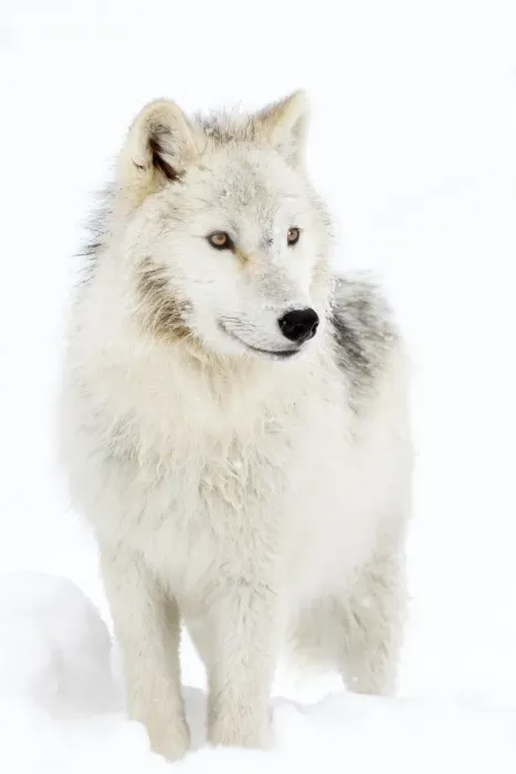 Framed Print : Arctic Wolf