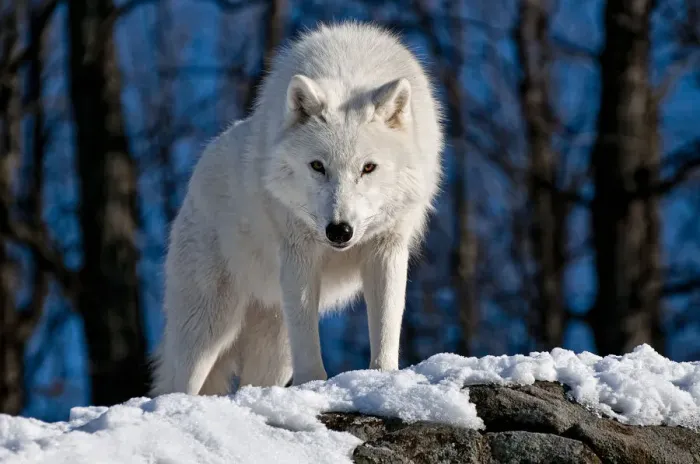 Framed Print : Arctic Wolf Framed Print : Arctic Wolf