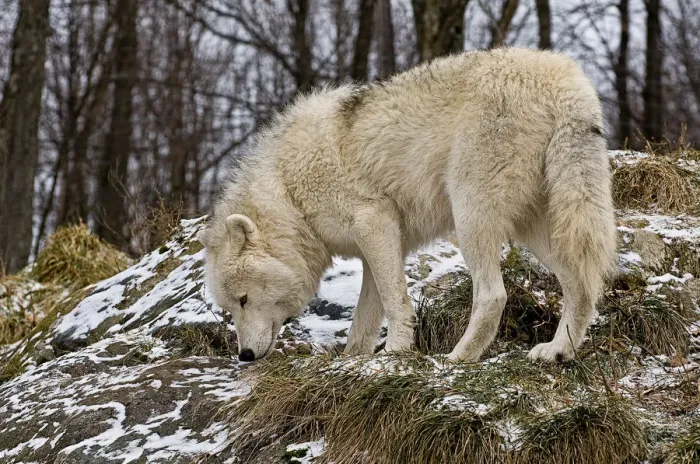 Framed Print : Arctic wolf Framed Print : Arctic wolf