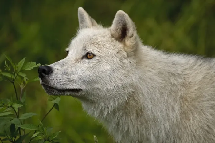 Framed Print : Arctic wolf Framed Print : Arctic wolf