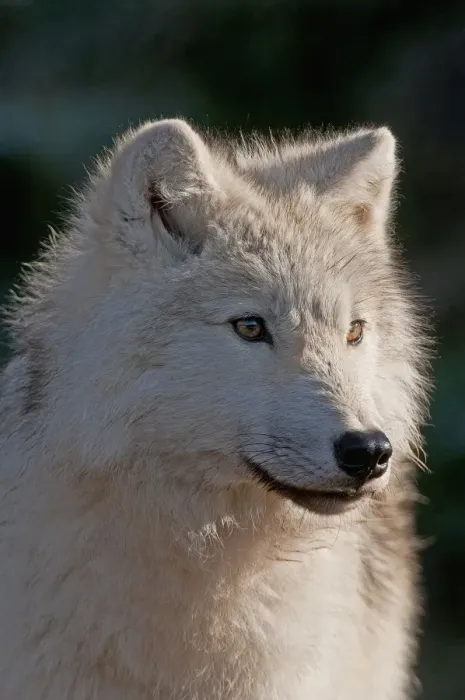 Framed Print : Arctic Wolf Framed Print : Arctic Wolf