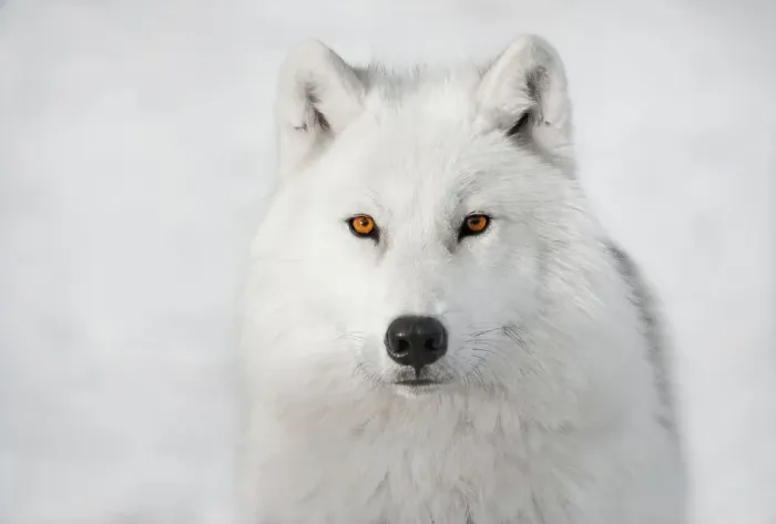 Framed Print : Arctic Wolf Framed Print : Arctic Wolf