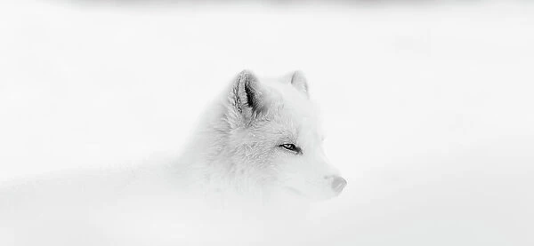 Arctic wolf (Canis lupus arctos) during a snow storm
