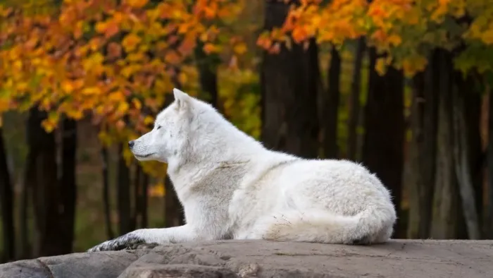 Framed Print : Arctic Wolf in Fall Season Framed Print : Arctic Wolf in Fall Season