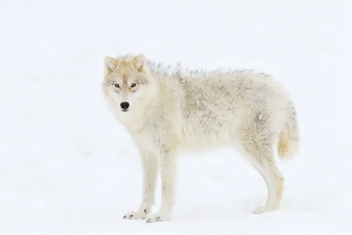 Framed Print : Arctic wolf frizzies Framed Print : Arctic wolf frizzies
