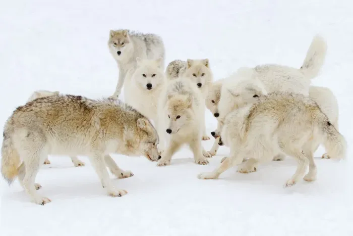 Framed Print : Arctic wolf play Framed Print : Arctic wolf play