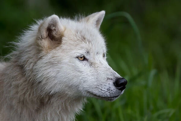 Arctic Wolf profile