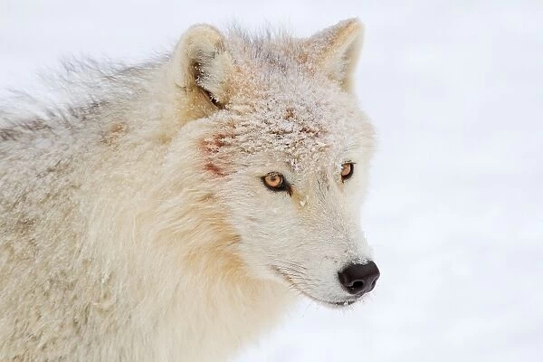 Arctic wolf profile