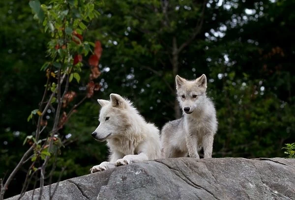 Arctic wolf and pup